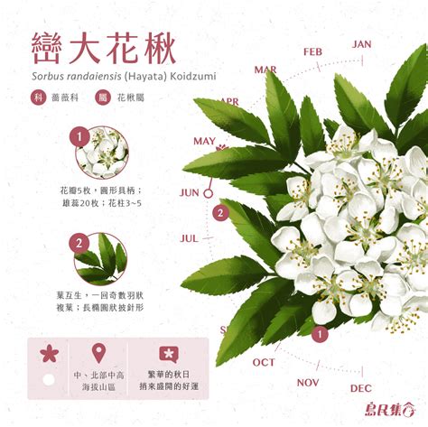 華寓意|116種花語介紹，最完整花語大全